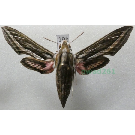 Hippotion celerio (Linnaeus, 1758) Croatia19k